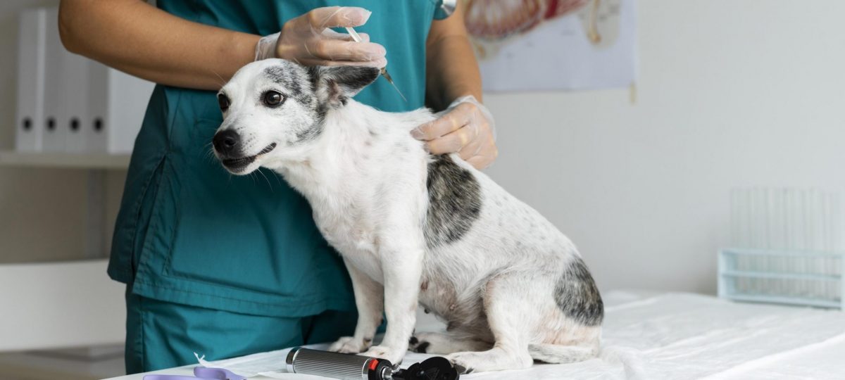 hond vaccinatie