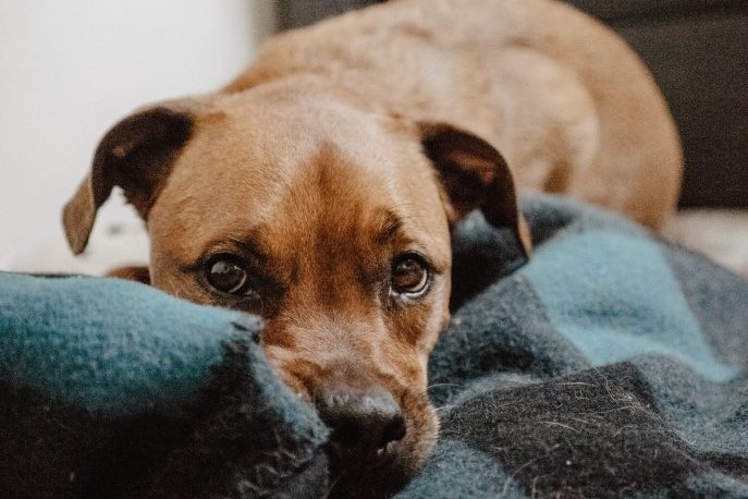 Hond zielig alleen eenzaamheid