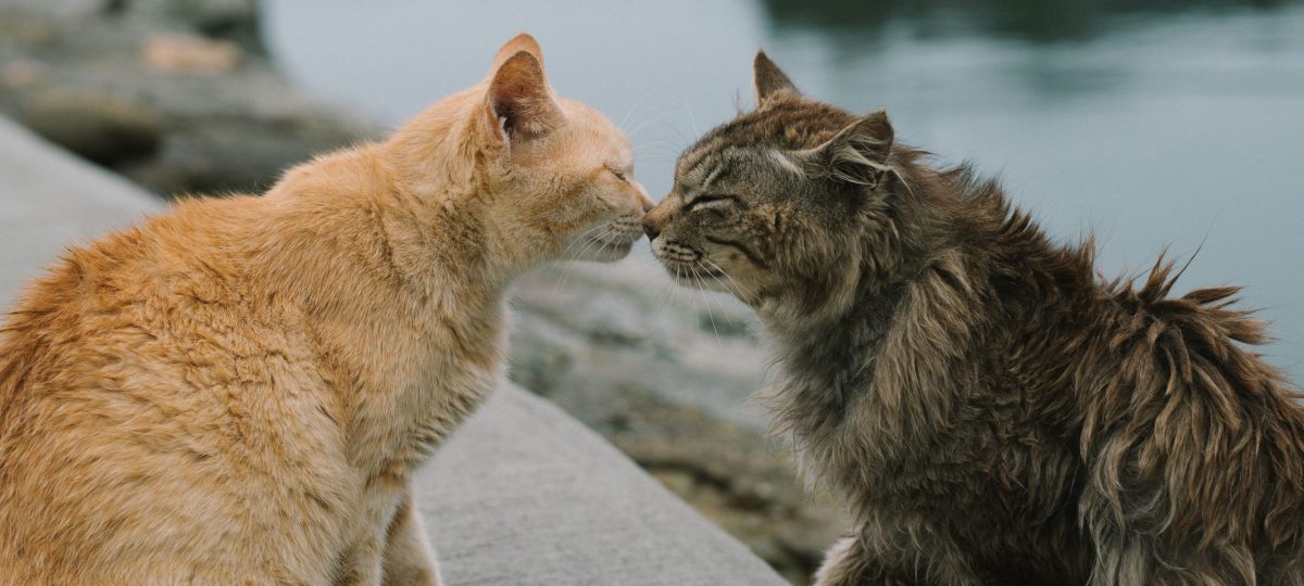 Katten kopjes header