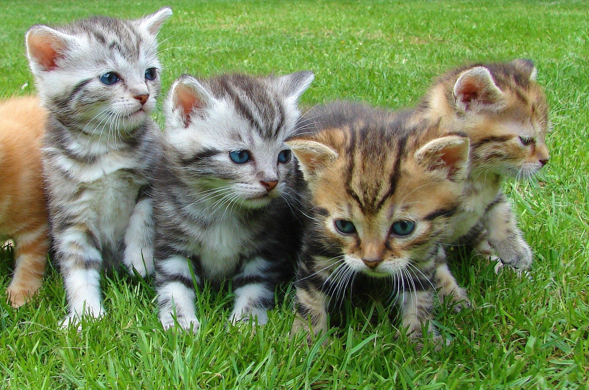 Kittens