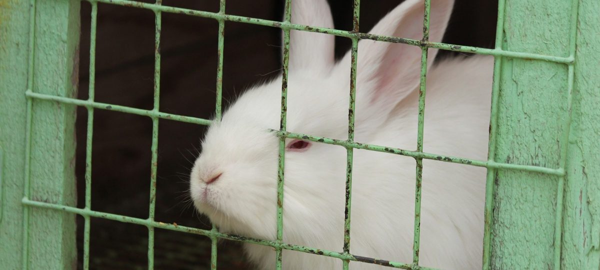 konijn in kooi