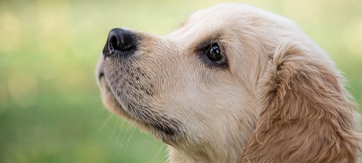 Golden pup header