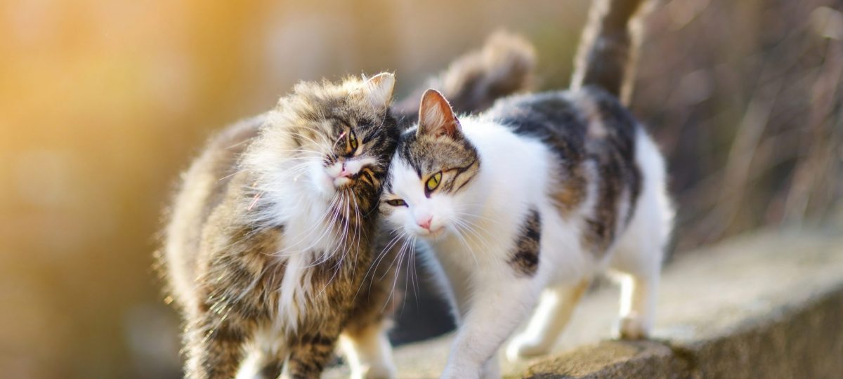 Twee knuffelende katten header