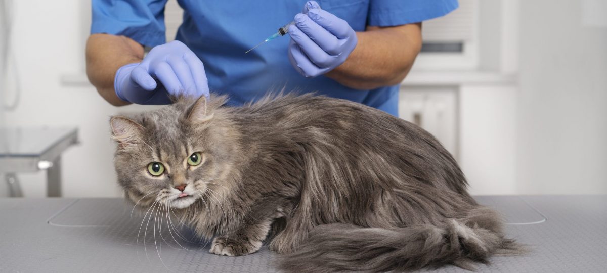 Vaccinatie kat header