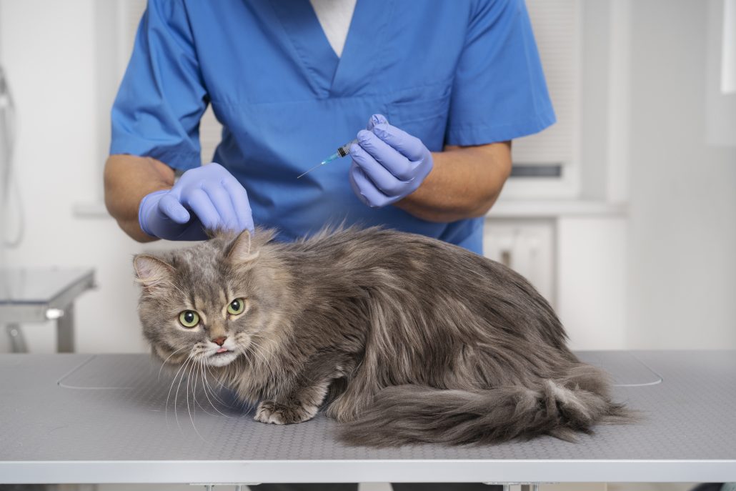 Vaccinatie kat