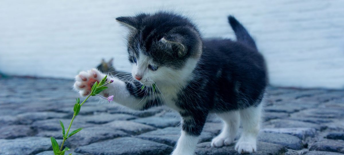 kitten met bloempje