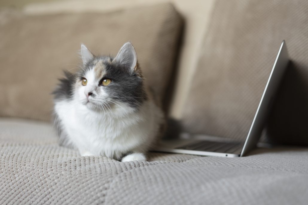kat met laptop