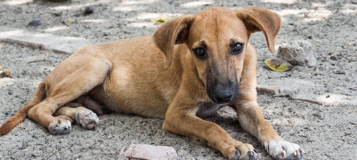 zwerfhondje