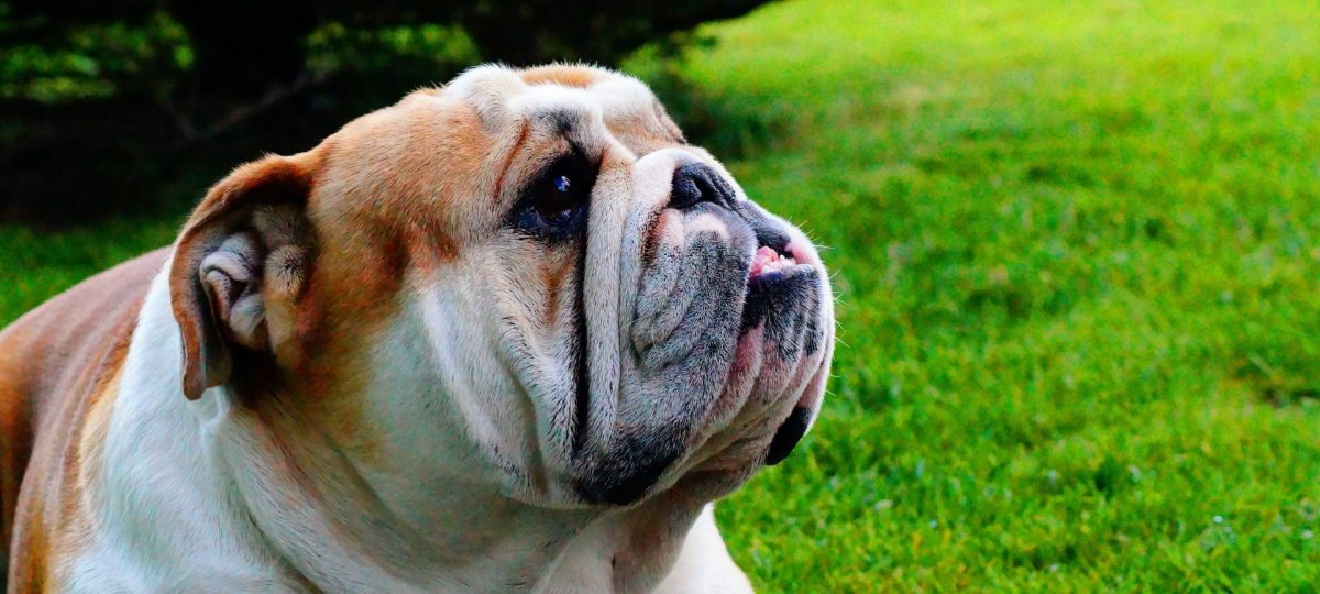 bulldog zijkant