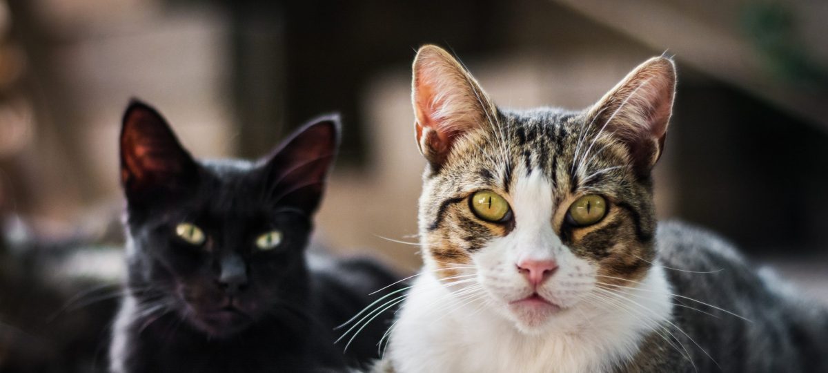 Twee liggende katten