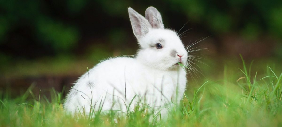 konijn in gras