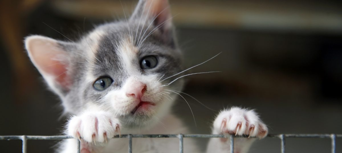 kitten kijkt over hek