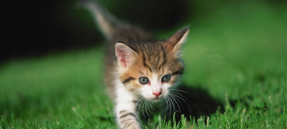 kitten sluipt door gras header