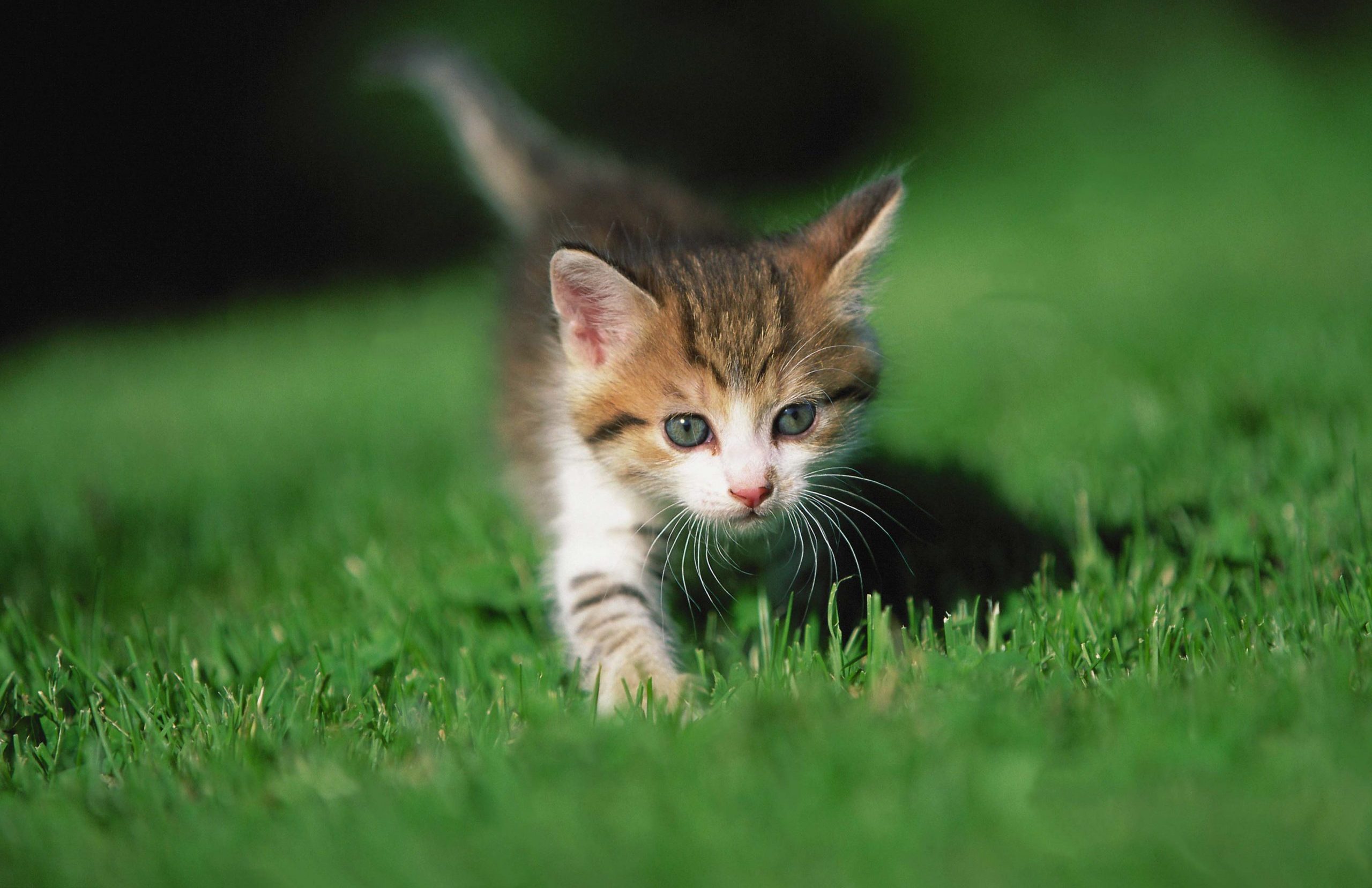 kitten sluipt door gras header