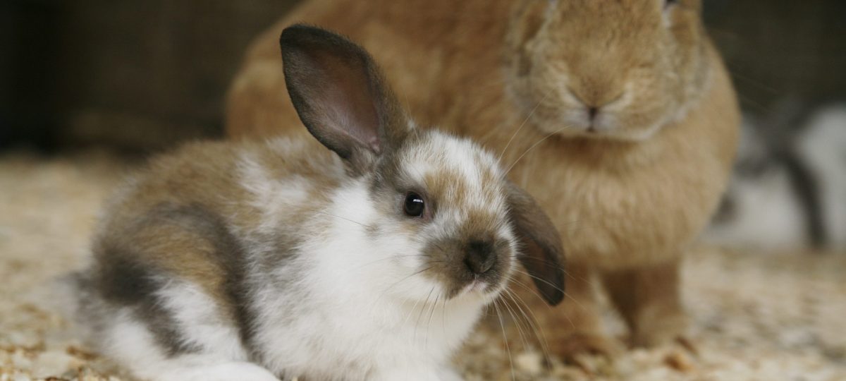 konijn met jong