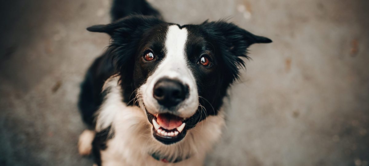 blije border collie