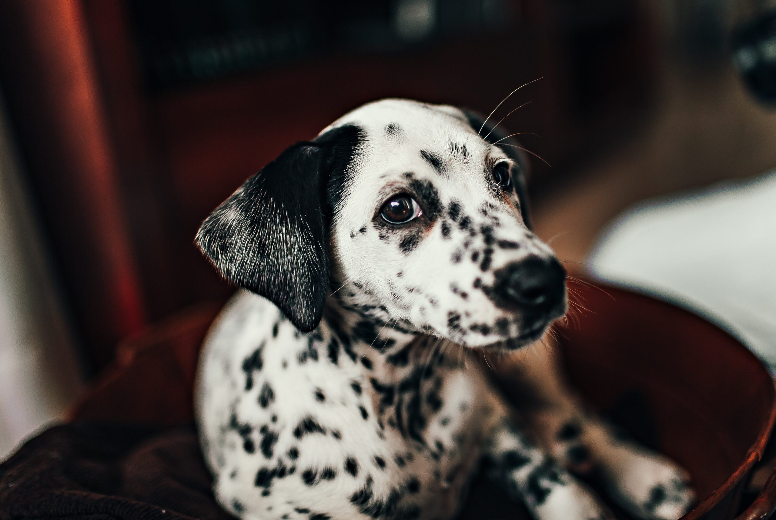 dalmatier