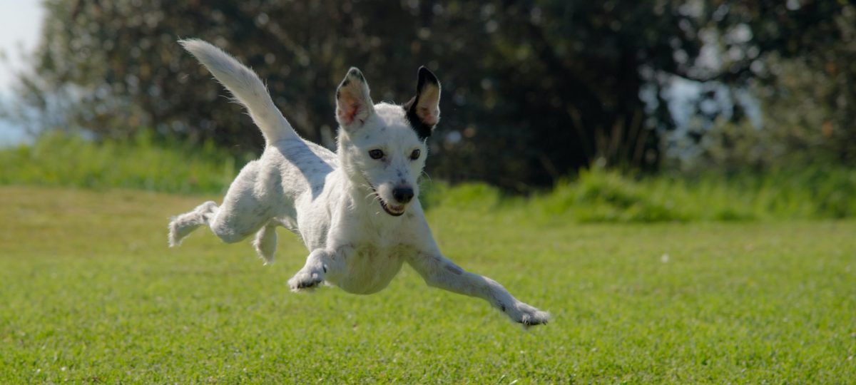 Springende hond