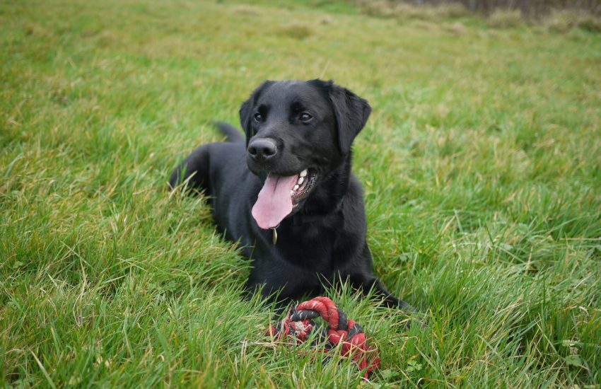zwarte labrador