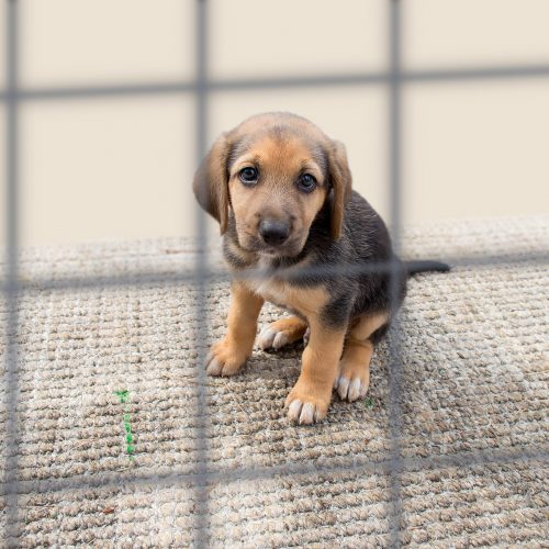 pup in kennel zielig