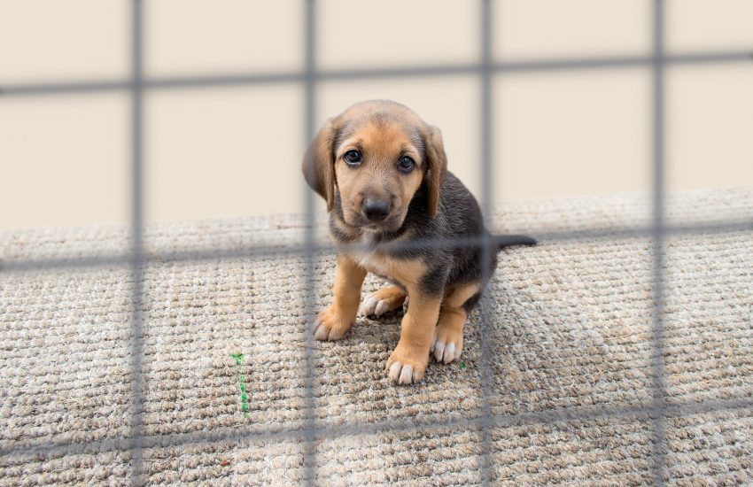 pup in kennel zielig