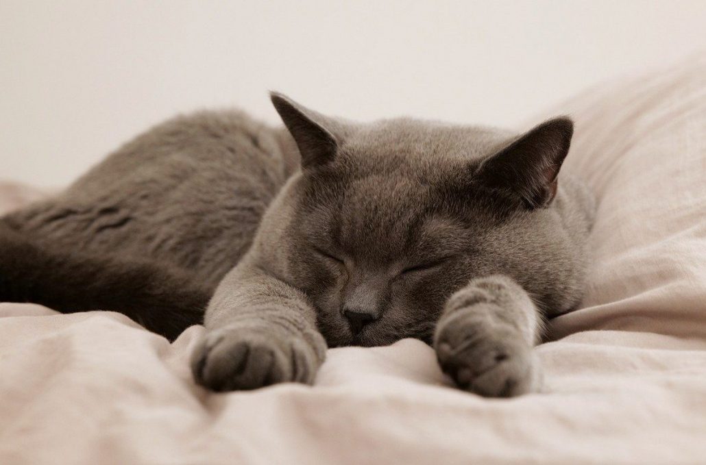 kat ligt op deken