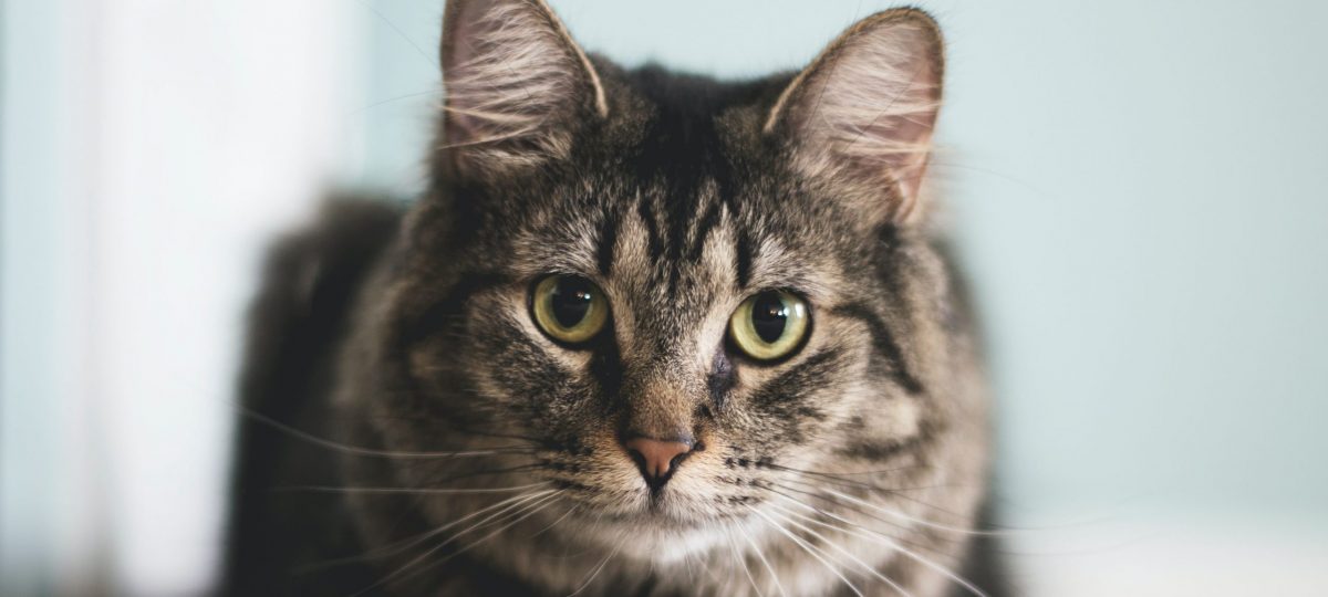 kat kijkt angstig header