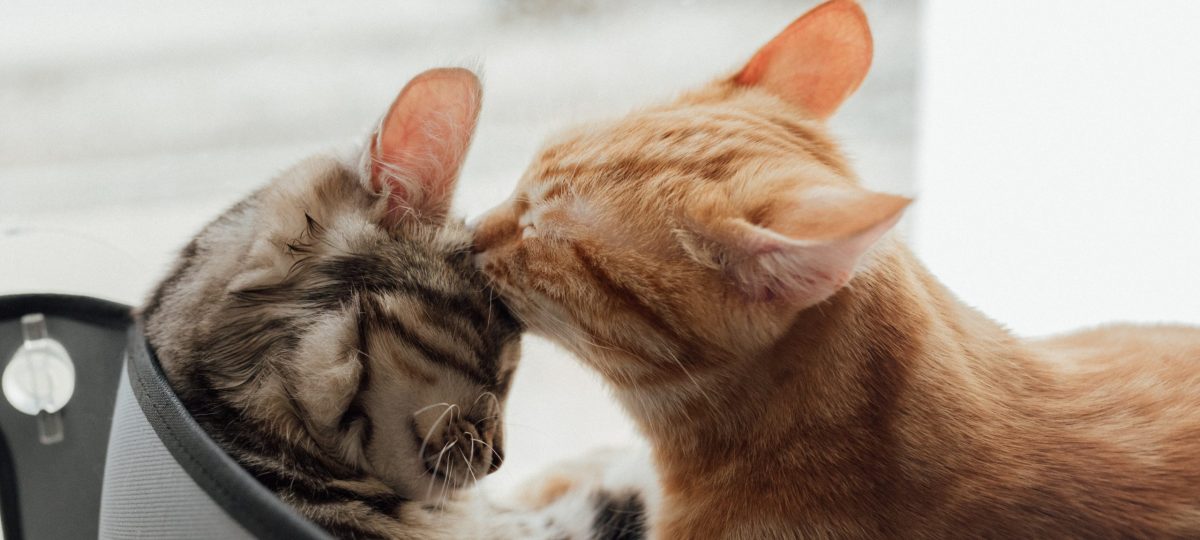 katten wassen sociale behoeftes