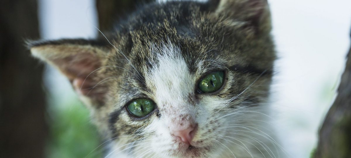 kat dierenbeschermende wetgeving header