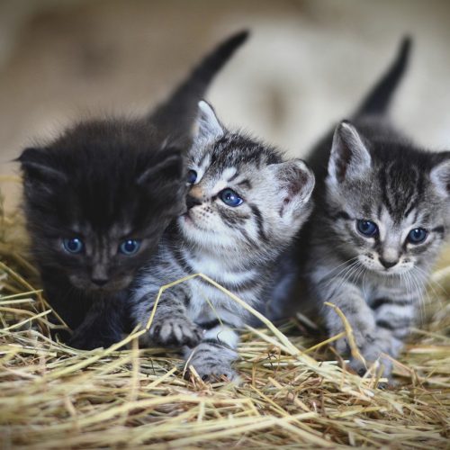 schattige kittens