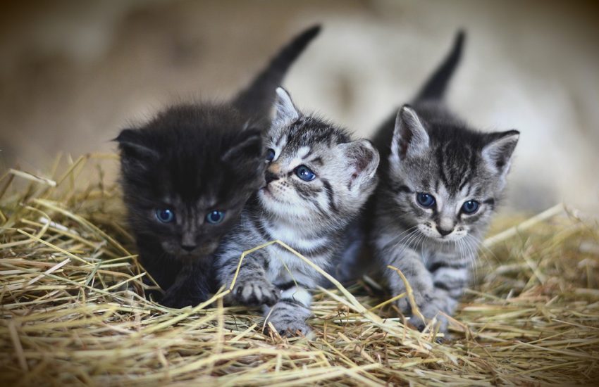 schattige kittens