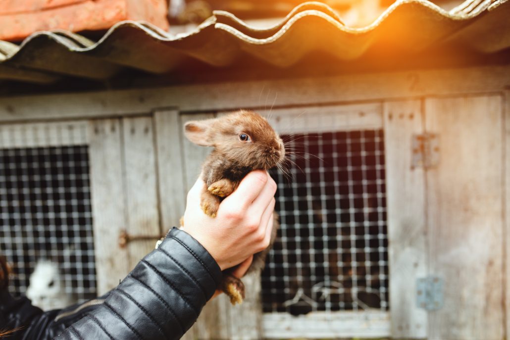 doden van dieren