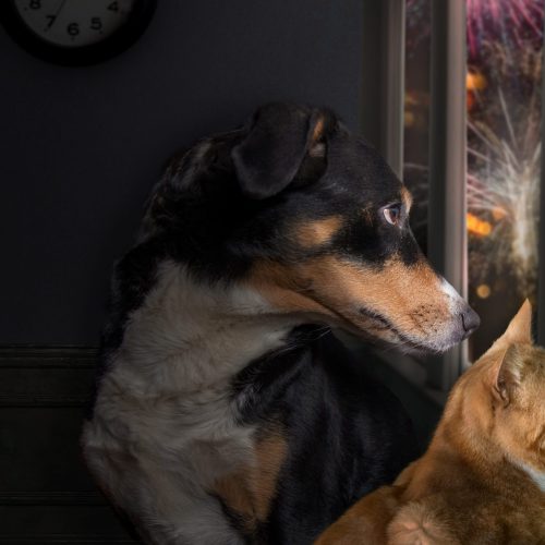 Vuurwerk hond kat header