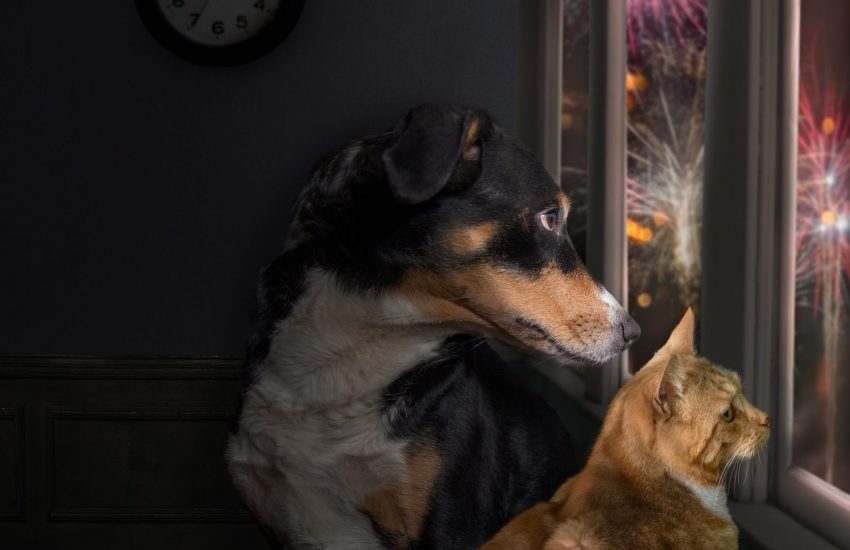 Vuurwerk hond kat header