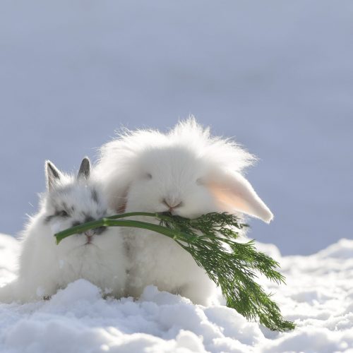 konijntjes sneeuw