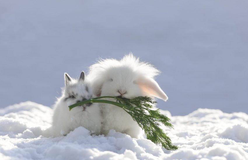 konijntjes sneeuw