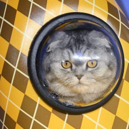 Argylle Scottish fold