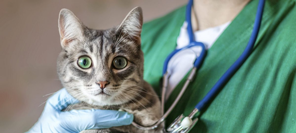 Kat bij dierenarts