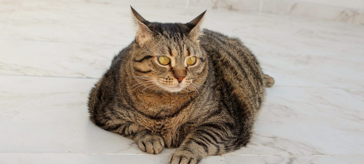 kat met overgewicht