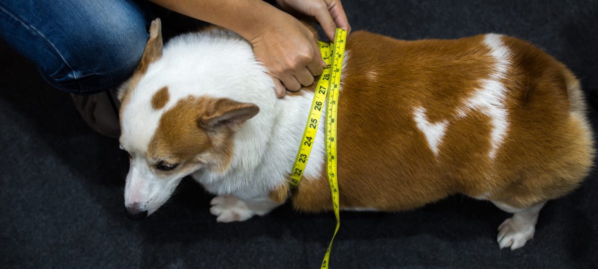 hond meetlint overgewicht header