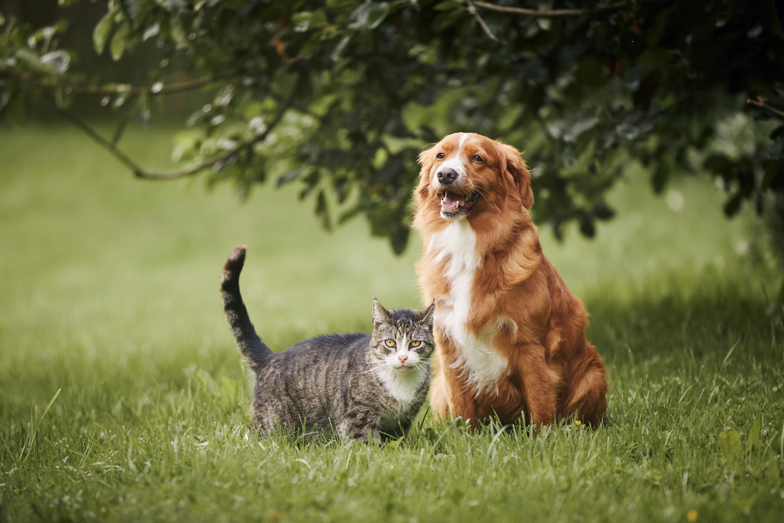 Hond en kat in gras