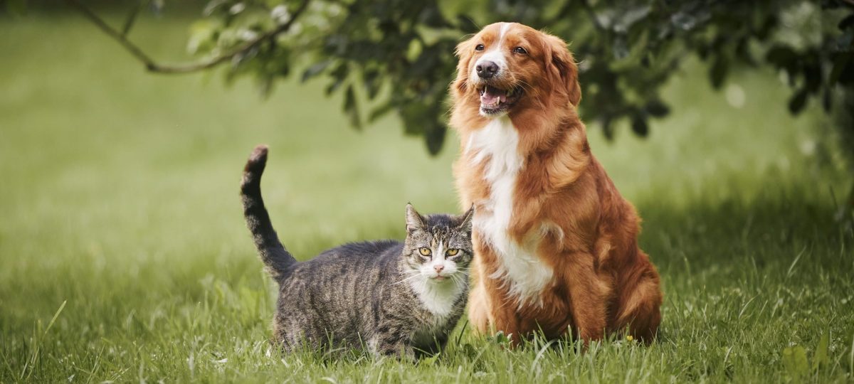 Hond en kat in gras