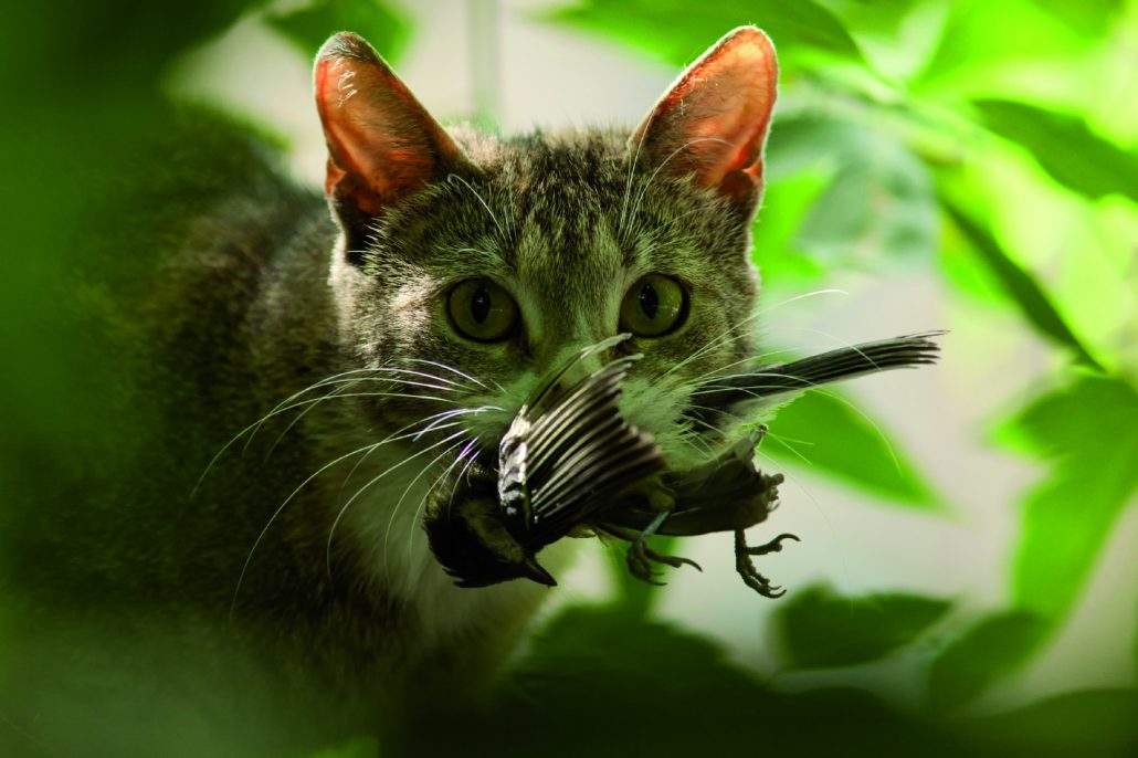 Kat met vogel in bek