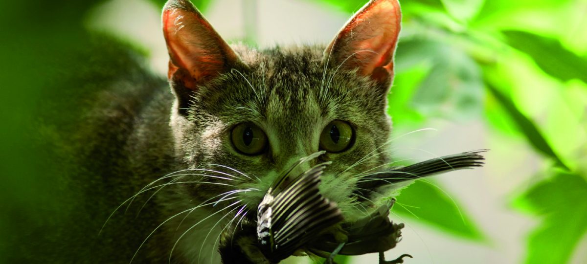 Kat met vogel in bek