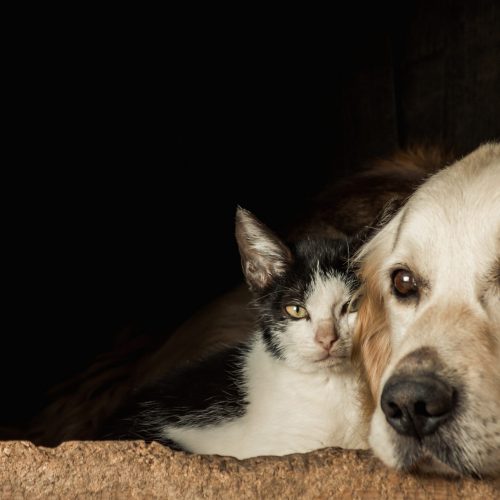 Hond en kat zwerfdieren