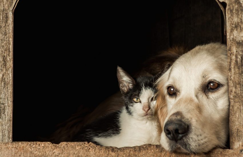 Hond en kat zwerfdieren