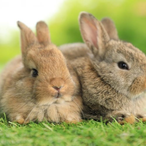 Twee konijnen in gras