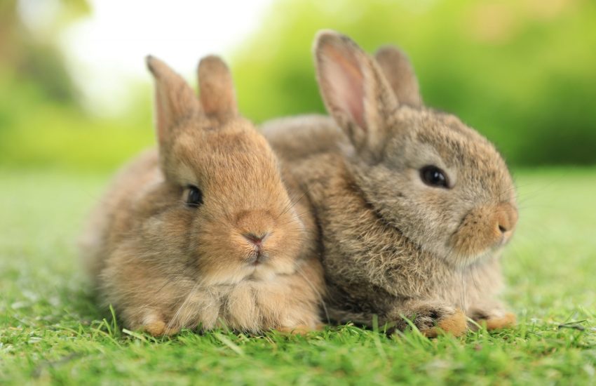 Twee konijnen in gras