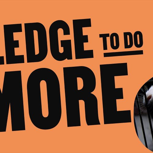 EU verkiezingen konijn