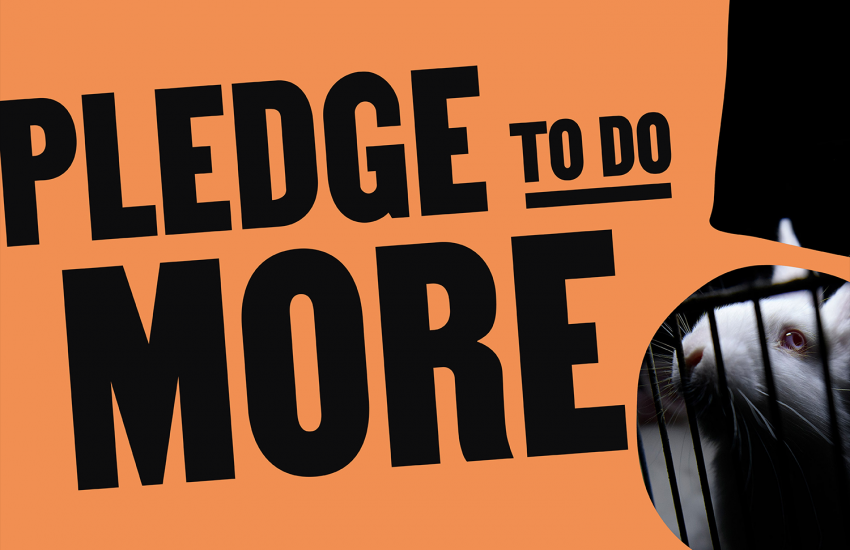 EU verkiezingen konijn